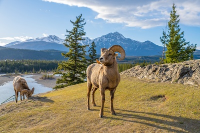 Bighorn Sheep Jasper National Park