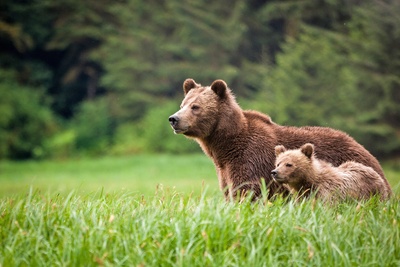 Grizzlybjørn med unge, British Columbia i Canada