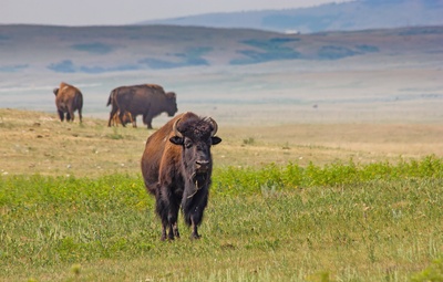 Buffalo på prærien i Canada