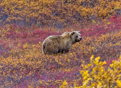 Grizzly i Denali Nationalpark