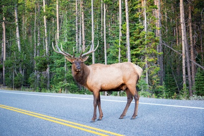 Elk på vej i Yellowstone National Park