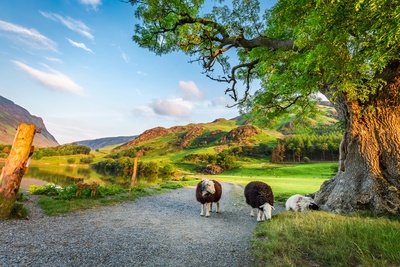 England, Lake District - nysgerrige får på oplevelse