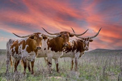 Longhorn kvæg i Texas