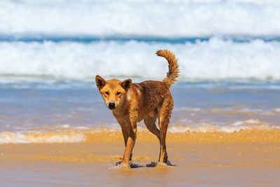 Dingo på Fraser Island, Queensland i Australien - ”Copyright – Tourism and Events Queensland”