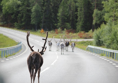 Rener på vejen i Lapland