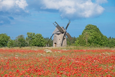 Gammel mølle og blomstermark på Gotland 