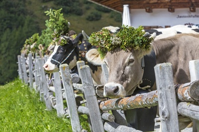 Køer pyntet traditionelt i de østriske alper