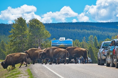 Cruise America Motorhome, Bisoner i Yellowstone i USA