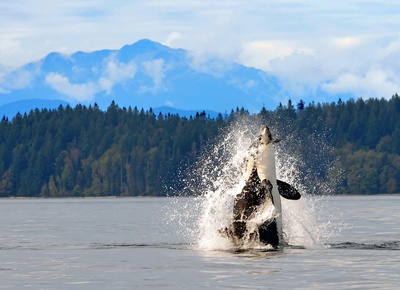 Hvalsafari ved Vancouver Island - Canada