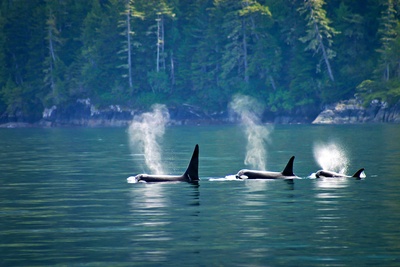 Spækhuggere ved Vancouver Island i Canada