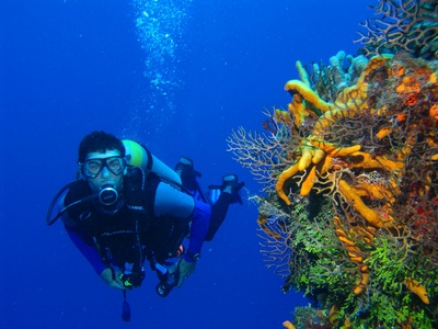 Undervandsbillede af dykker
