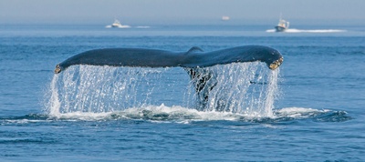 Tadoussac - Whale watching i Canada