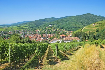 Vinmarker og byen Ribeauvillé i Alsace