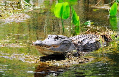 Alligator i Florida