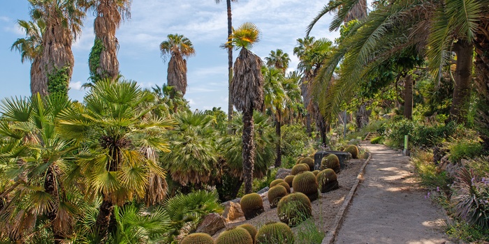 Den botaniske have Jardins de Mossèn Costa i Montjuic, Barcelona