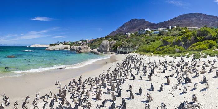 Pingviner på Boulders Bay, Cape Town - Sydafrika