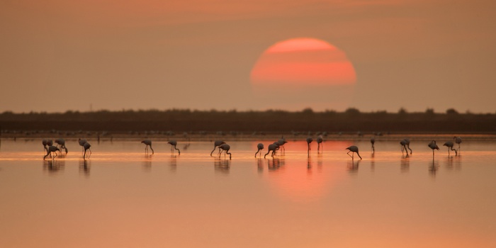 Flamingoer i solnedgang i Ebro Deltaet, Costa Dorada i Spanien