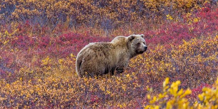 Grizzly i Denali Nationalpark