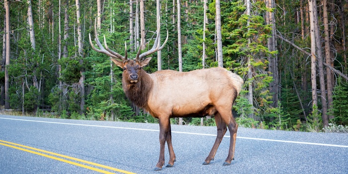 Elk på vej i Yellowstone National Park
