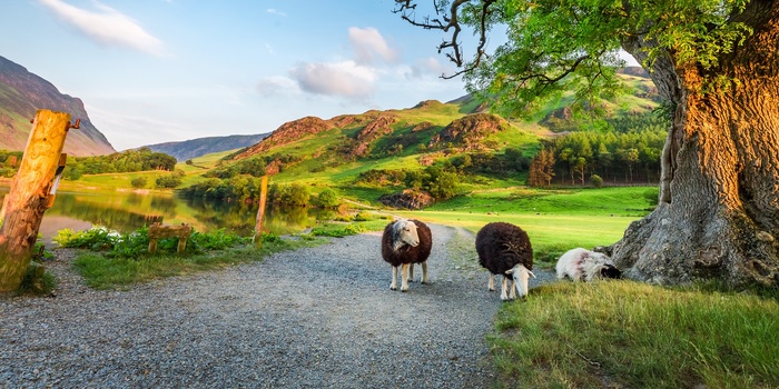 England, Lake District - nysgerrige får på oplevelse