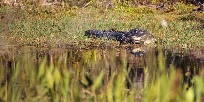 Alligator i Everglades - Florida