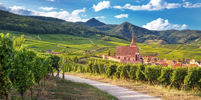 Vinmarker langs vinruten i Alsace, Frankrig