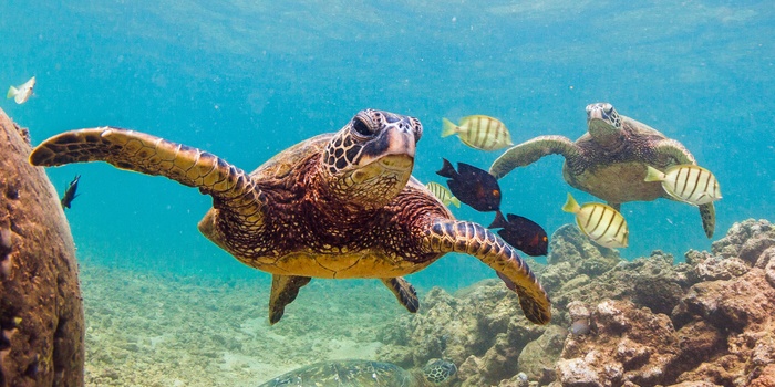 En truet havskildpadde, Green Sea Turtle - Hawaii