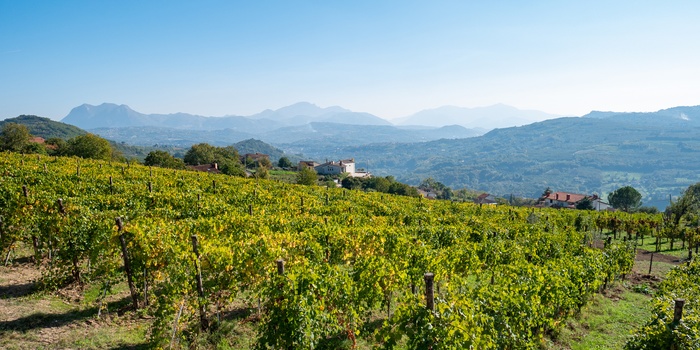 Vinområdet Avellino, tæt på Napoli i den sydlige del af Italien