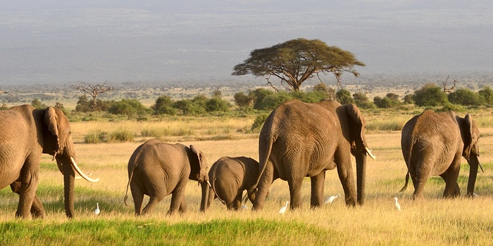 Elefanter i Amboseli National Park, Kenya, Afrika