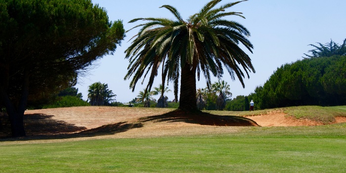 Palme på golfbane i Lissabon