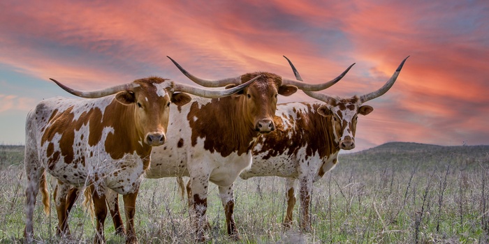 Longhorn kvæg i Texas