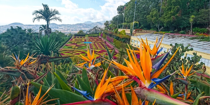 Jardim Botanico - Madeira