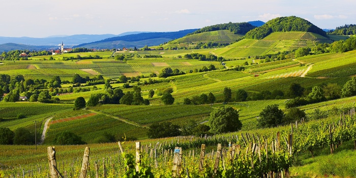 Markgräflerland © Hochschwarzwald Tourismus GmbH