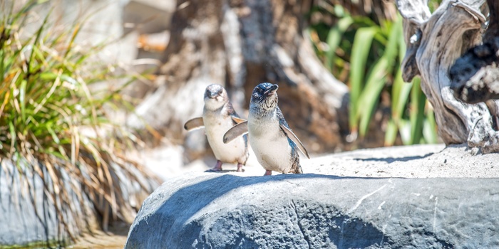 Pingviner i National Aquarium, Napier på New Zealands nordø