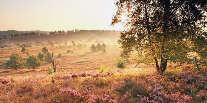 Aftensol over hedelandskabet - Lüneburger Heide