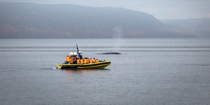 Hvalsafari fra kystbyen Tadoussac i Quebec - Canada