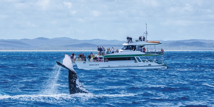 Hvalsafari ved Hervey Bay, Australien - ”Copyright – Tourism and Events Queensland”