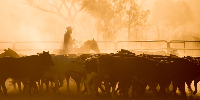 Kvægfarm eller Ranch i Queensland Outback, Australien