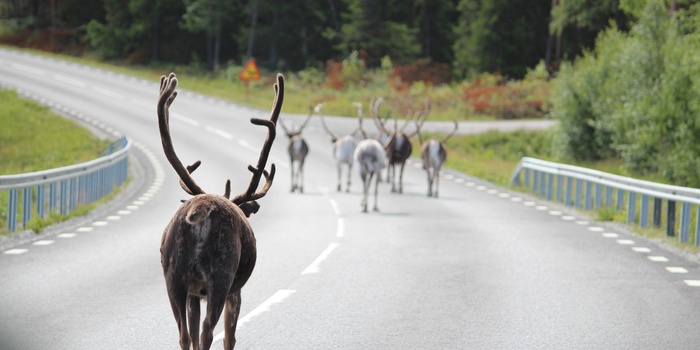Rener på vejen i Lapland