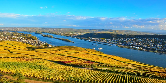 Rhindalen med vinmarker om efteråret, Rhinen-Mosel-Franken i Tyskland