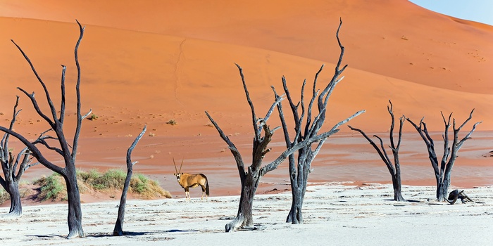 Deadvlei med døde træer i Sossusvlei, Namib-Naukluft National Park, Namibia