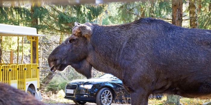 Smålandet Elg safaripark i Markaryd, Sverige