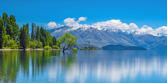The Wanaka Tree, Sydøen i New Zealand