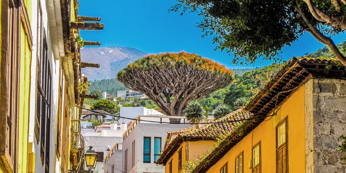 Dragetræet i byen Icod de los Vinos på Tenerife