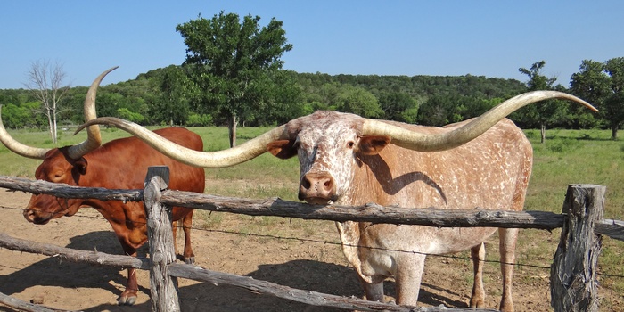 Graham Wildcatter Ranch i Texas - USA