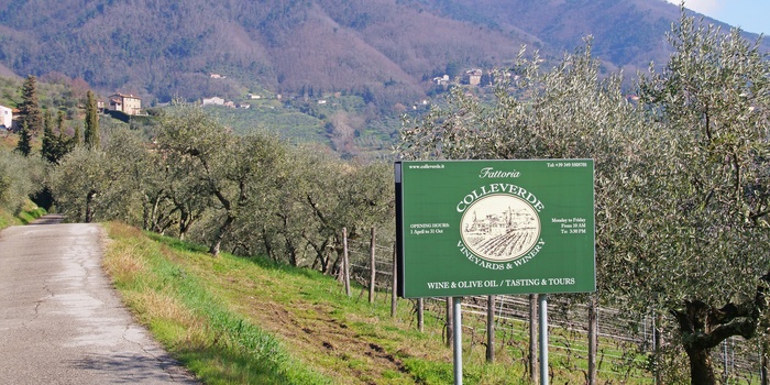 Skilt mod vingården, Fattoria Colle Verde i Toscana