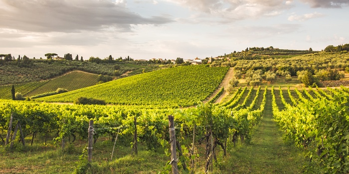 Poggio Casciano, vinområde i Toscana, Italien