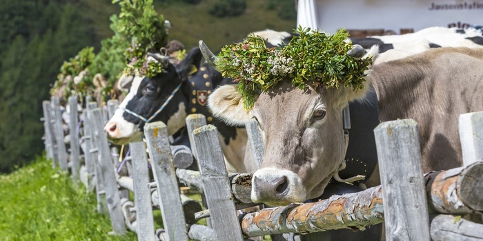 Køer pyntet traditionelt i de østriske alper