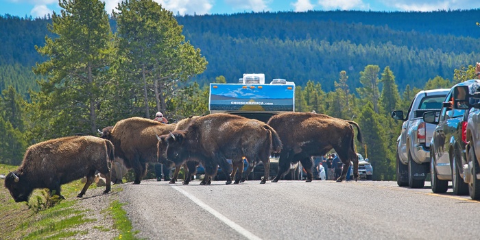 Cruise America Motorhome, Bisoner i Yellowstone i USA