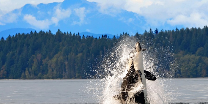 Hvalsafari ved Vancouver Island - Canada
